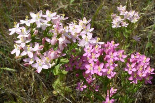 Goldger, Alkohol abzulehnen